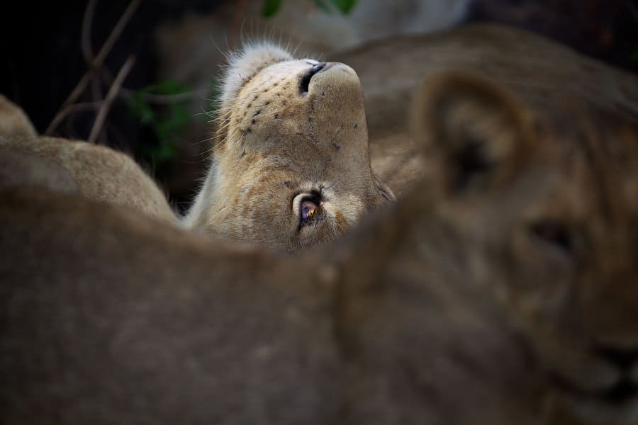Lioness eyes focus, looking up