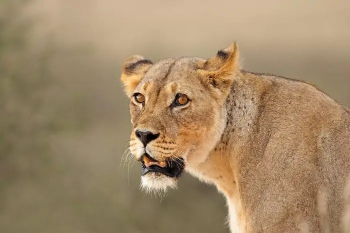 Portrait of a lioness in the Kalahari desert