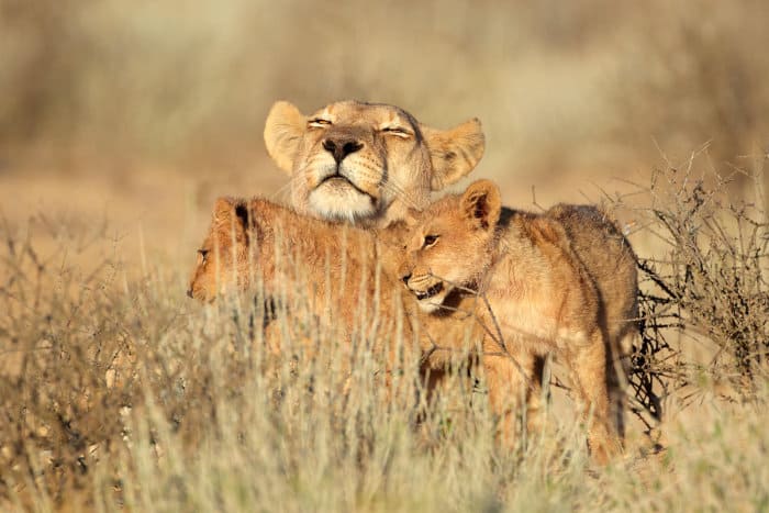 Lioness leaning against her cub, resting