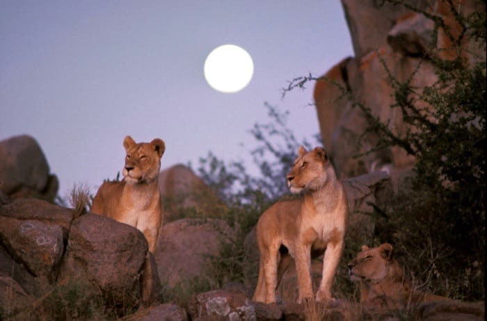 Pride of lions under the rising moon, Serengeti
