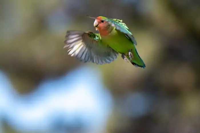 Rosy-faced lovebird in flight