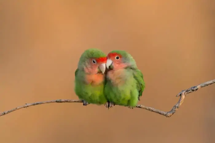 Pair of rosy-faced lovebirds showing some affection, Erongo Mountains, Namibia
