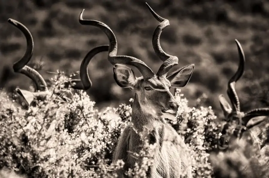 The greater kudu is probably the most beautiful spiral-horned antelope in Africa