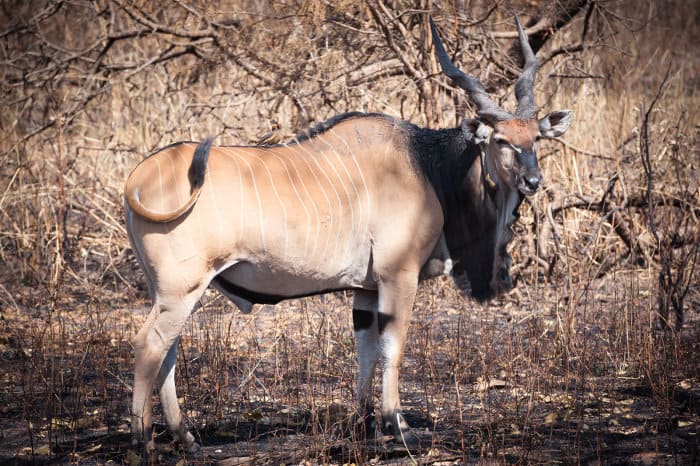 Male giant eland with spiral horns