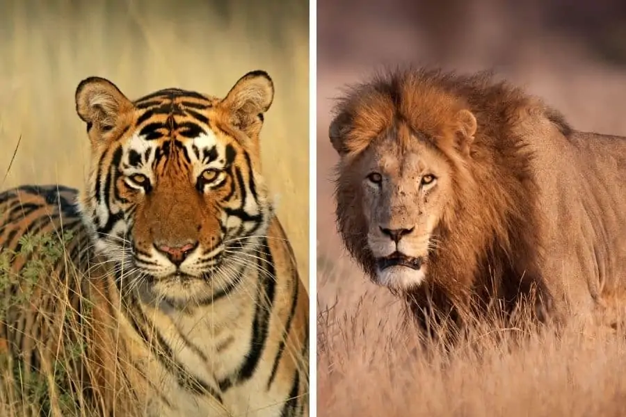 Tiger vs lion size comparison