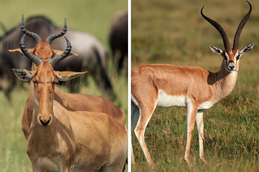 Antelope vs gazelle