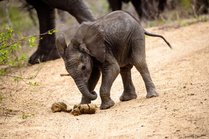 Cute baby elephant playing football with dung