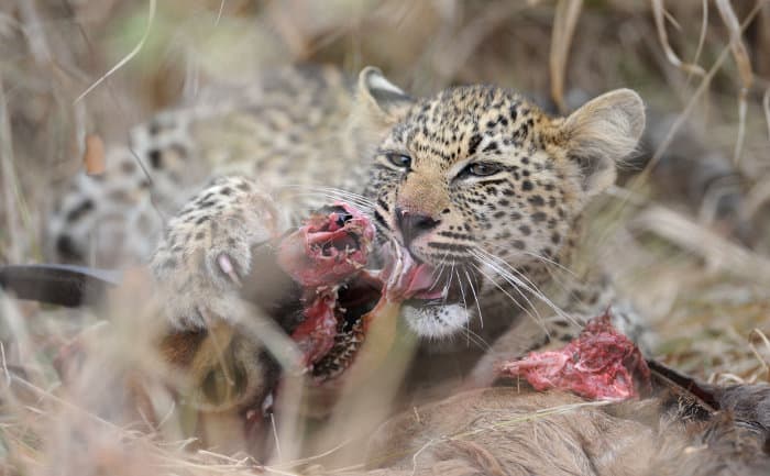 Baby leopard chewing on a freshly killed nyala