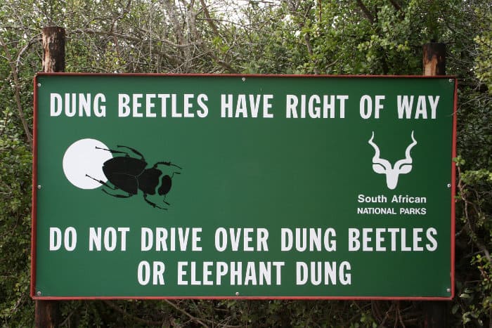 "Dung beetles have right of way" sign - Do not drive over dung beetles or elephant dung