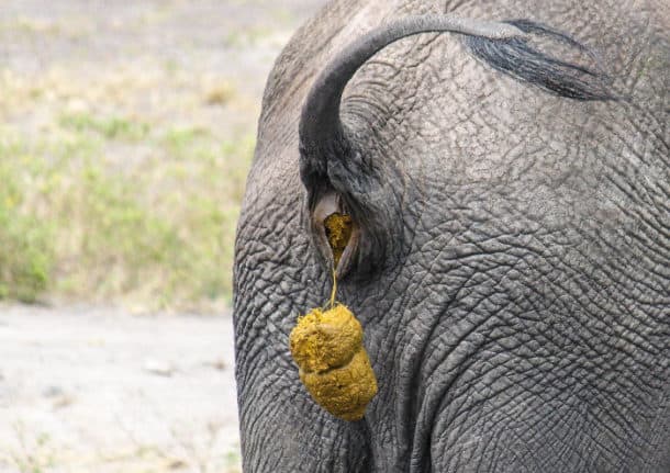 show me a picture of an elephant pooping