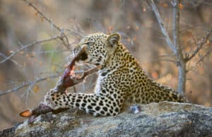 What Do Leopards Eat? Facts About Their Diet And Lifestyle