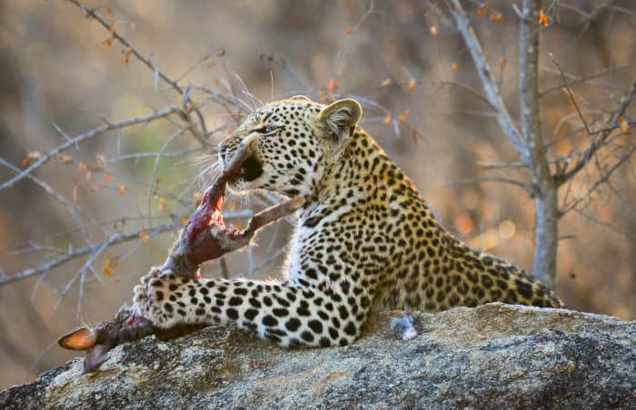 Young leopard eating a hare in early morning light
