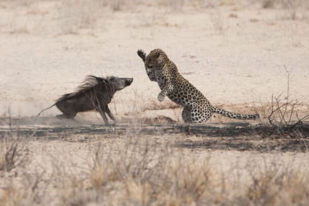 What Do Leopards Eat? Facts About Their Diet and Lifestyle