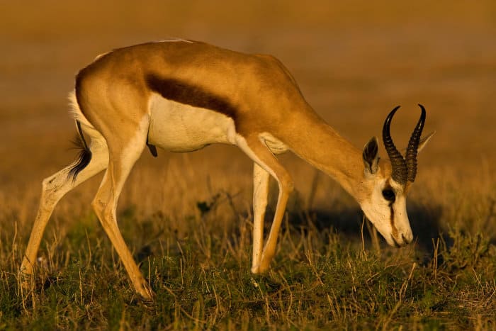 Male springbok grazing in beautiful light