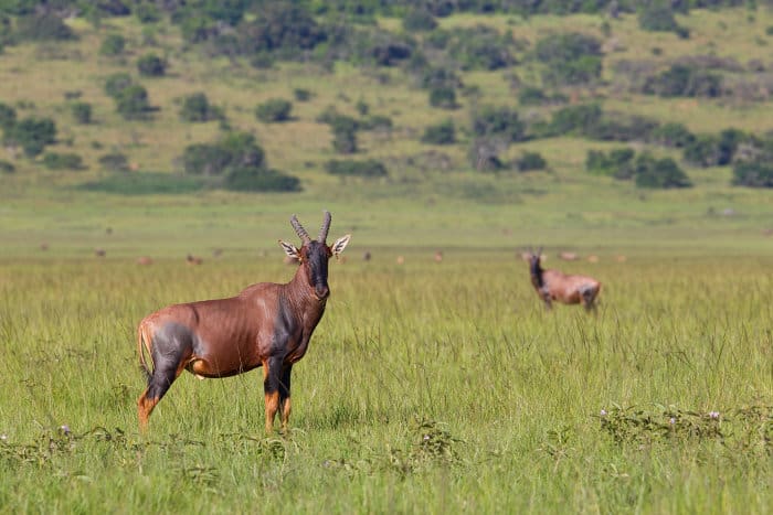 Topi antelope on the African savanna, Akagera