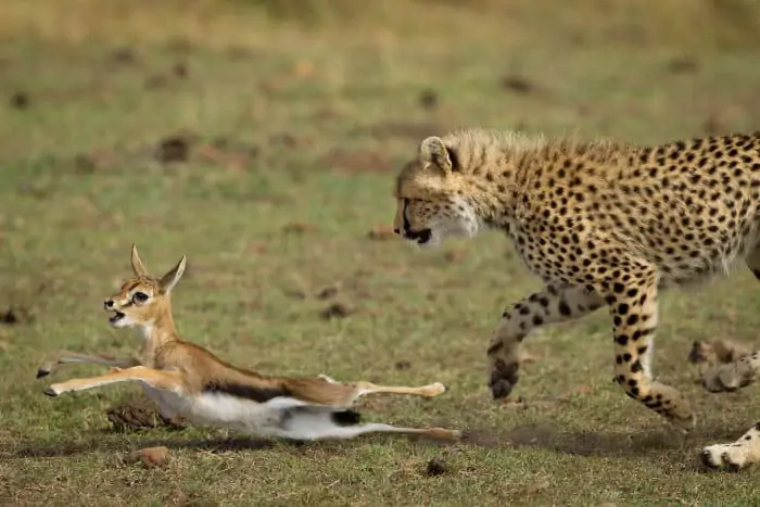 Cheetah hunting baby Thomson's gazelle, tripping it with its paw
