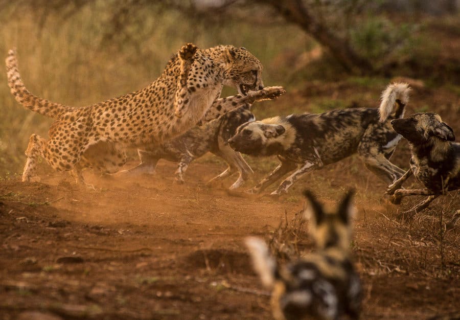 Fierce encounter between a cheetah and a pack of African wild dogs