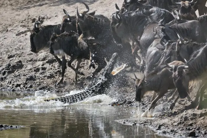 A Nile crocodile leaps out of the water trying to catch a wildebeest