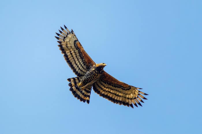 Crowned eagle in flight against blue background, Mkuze, South Africa