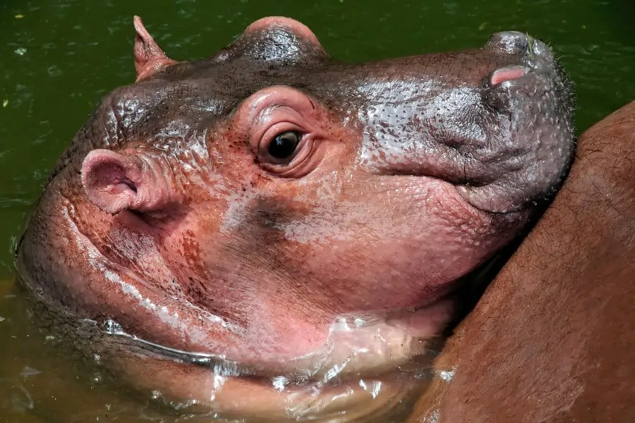 Cute baby hippo portrait, leaning against its mom