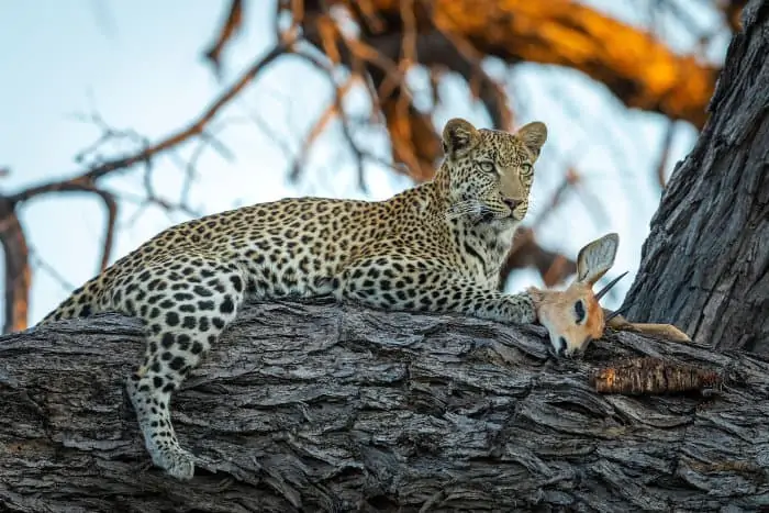 African leopard with steenbok kill up in a tree