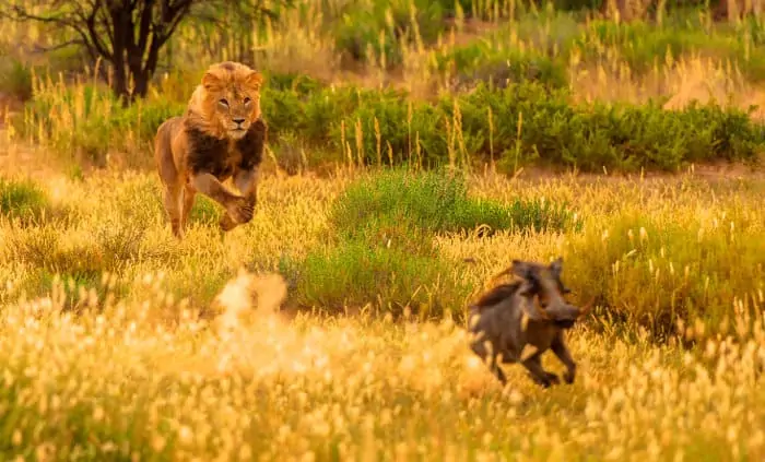 Male lion going after a warthog in the Kgalagadi