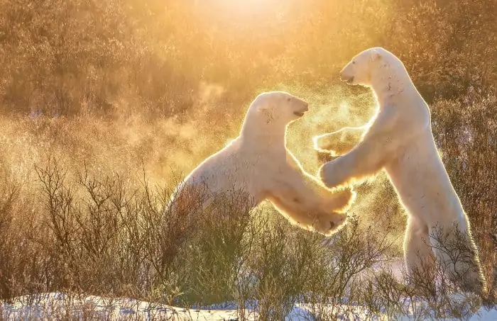 Two male polar bears play fighting, in golden light