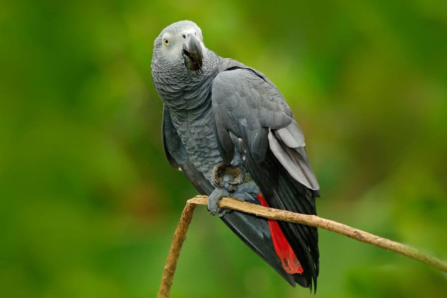 African grey parrot full body portrait, Uganda