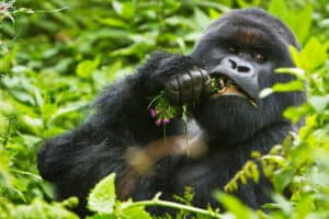 How Strong Are Gorillas? Silverback Strength vs Humans