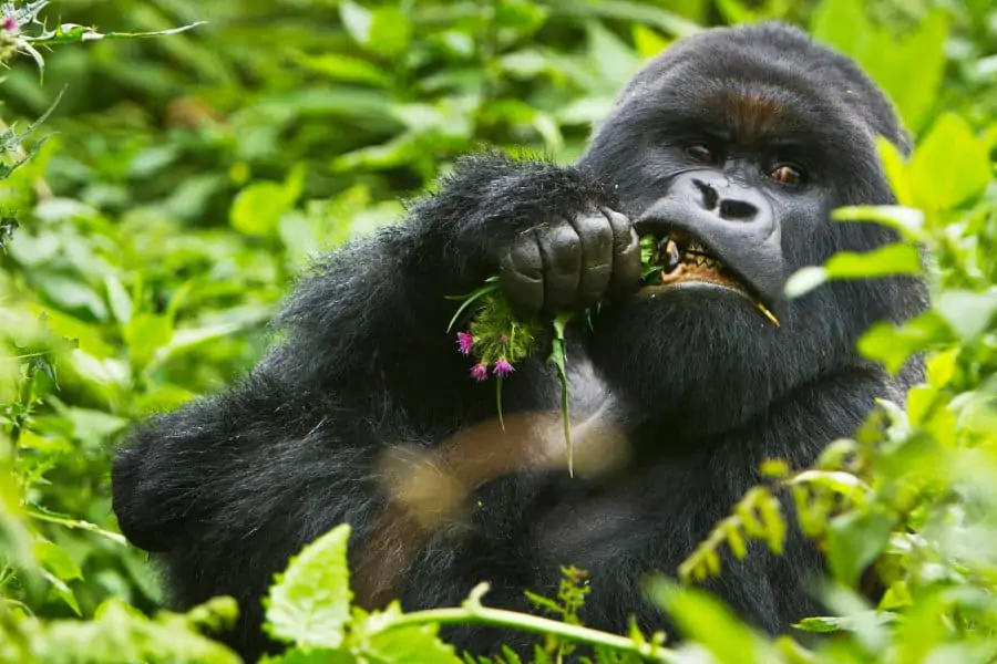 Charles, a silverback mountain gorilla, munching on some plants