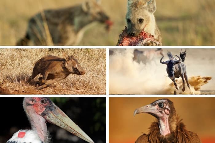 The Ugly Five safari animals