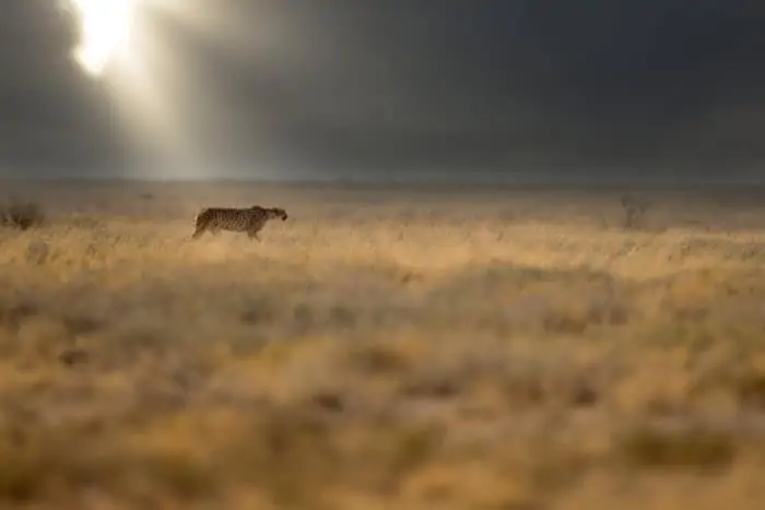 Cheetah on the hunt in the Etosha plains, with dramatic lighting in the background