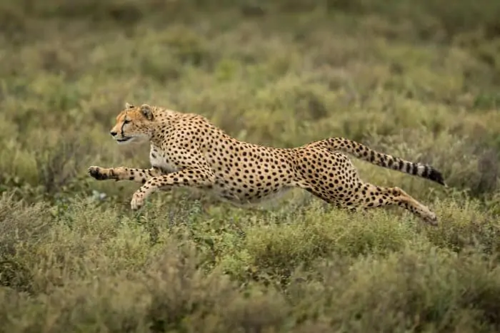 Cheetah running at top speed, Ndutu, Tanzania