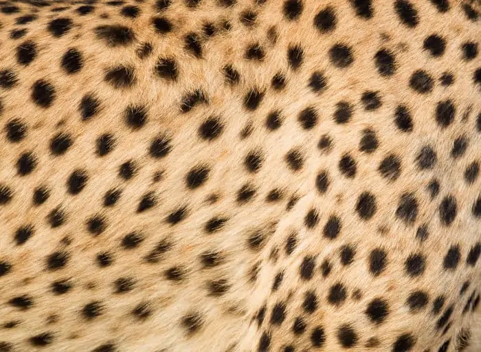Fur pattern of a cheetah with its small, solid black spots