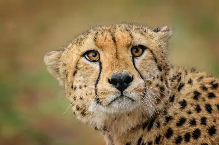 Cheetah portrait, with its distinctive tear marks
