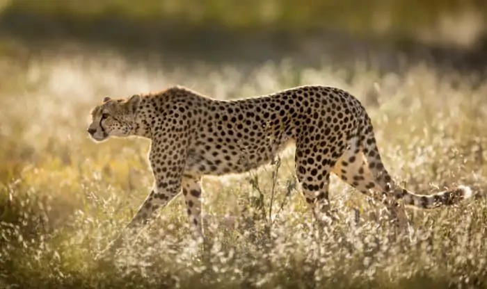 Female cheetah walking through golden grass in early morning sun