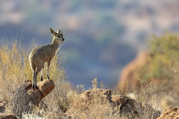 Male klipspringer standing proudly on a rock, Augrabies Falls, South Africa