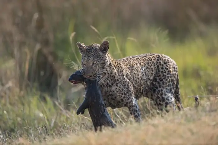 Completely drenched leopard with otter kill in its mouth, Moremi