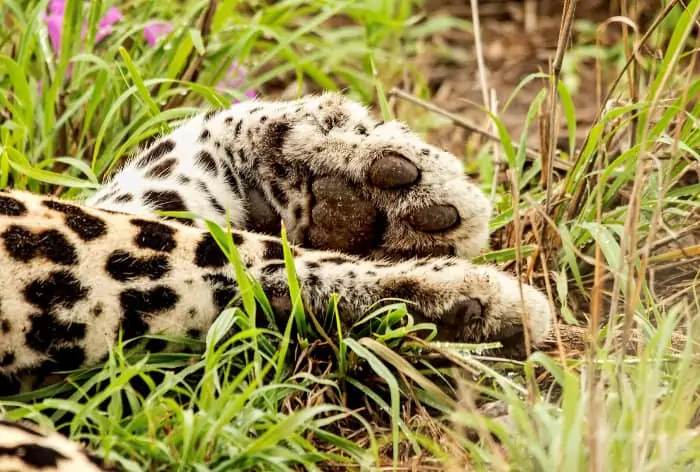 Leopard paws close up