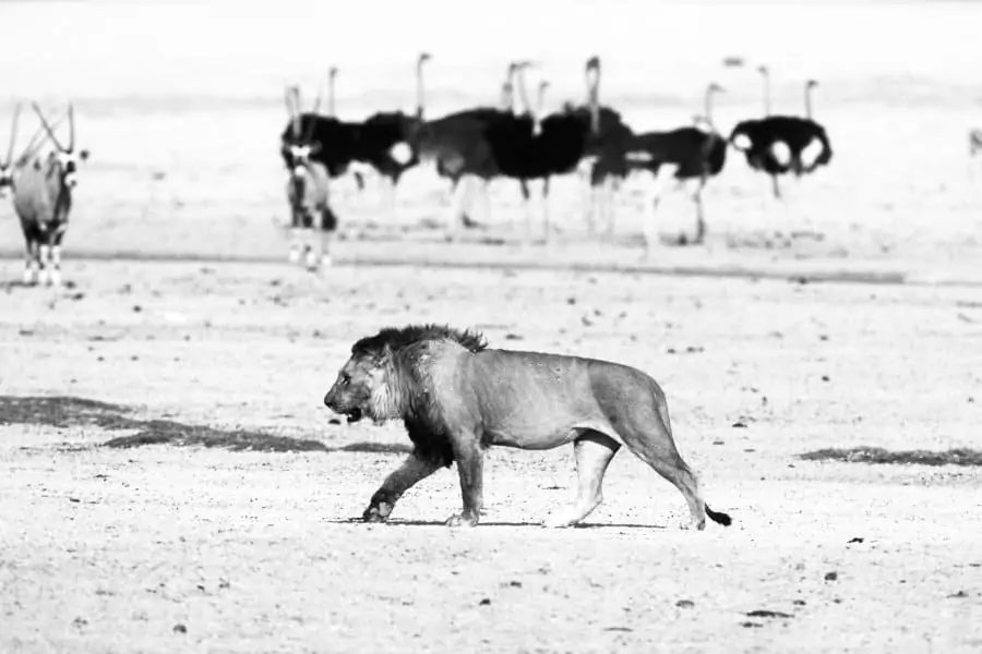 Beautiful male lion on the move, with ostriches and gemsbok in the background