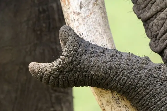 Tip of an African elephant's trunk, resting against its tusk