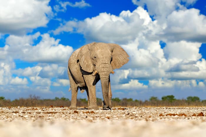 Big African elephant against cloudy blue sky, Etosha