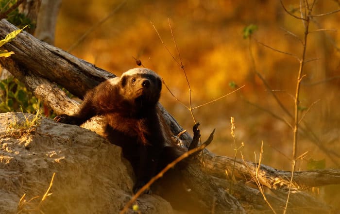 Honey badger on top of a termite mound, basking in the sun