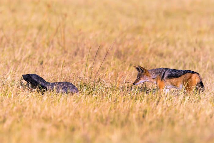 Honey badger vs black-backed jackal, playing "hide and seek"