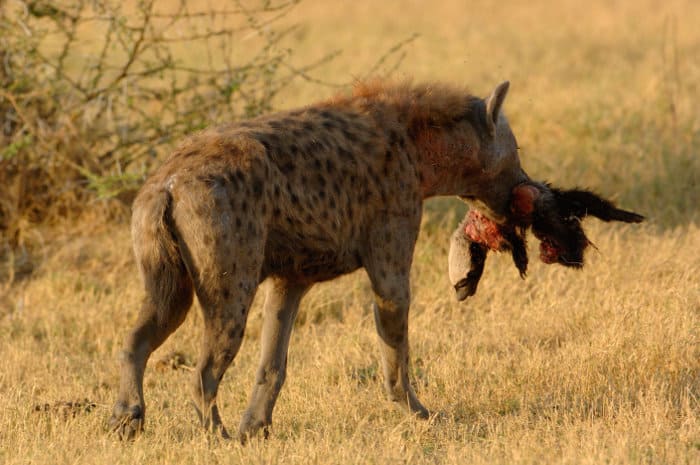 Spotted hyena with a dead honey badger in its mouth