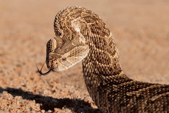 Puff adder portrait in defence mode, with tongue sticking out