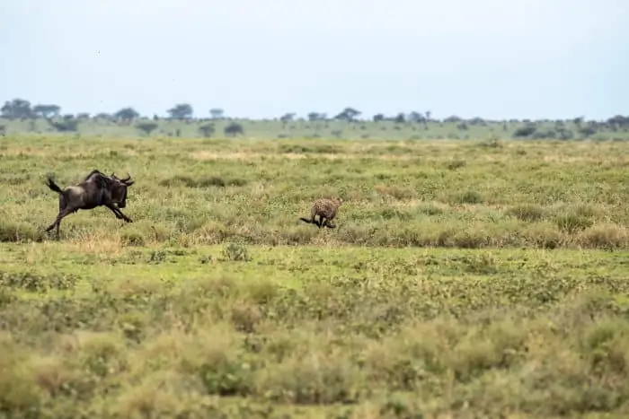 Mom wildebeest chasing off a cheetah to protect her calf