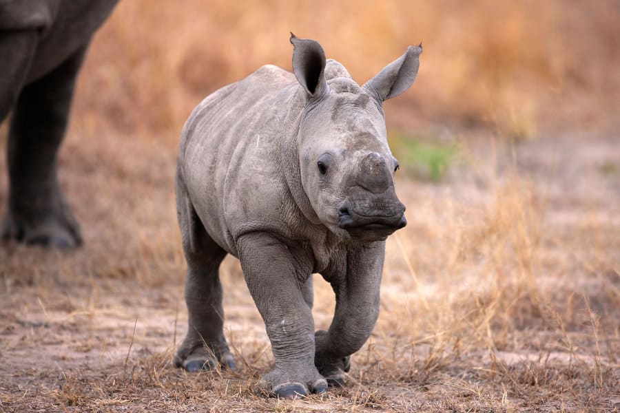 Front view of a cute baby white rhinoceros walking in front of its mother