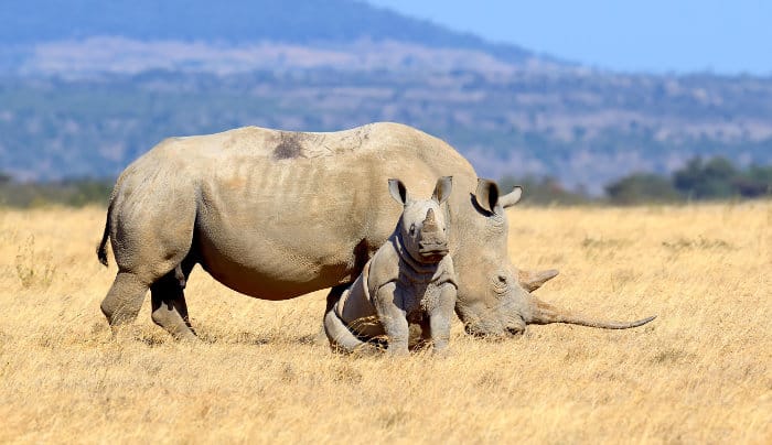 Baby white rhinoceros and its mother, Kenya