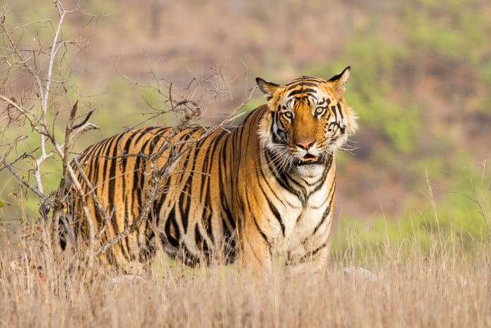 Big male tiger in Bandhavgarh National Park